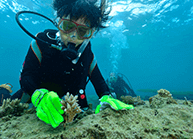 サンゴ植付けダイビング